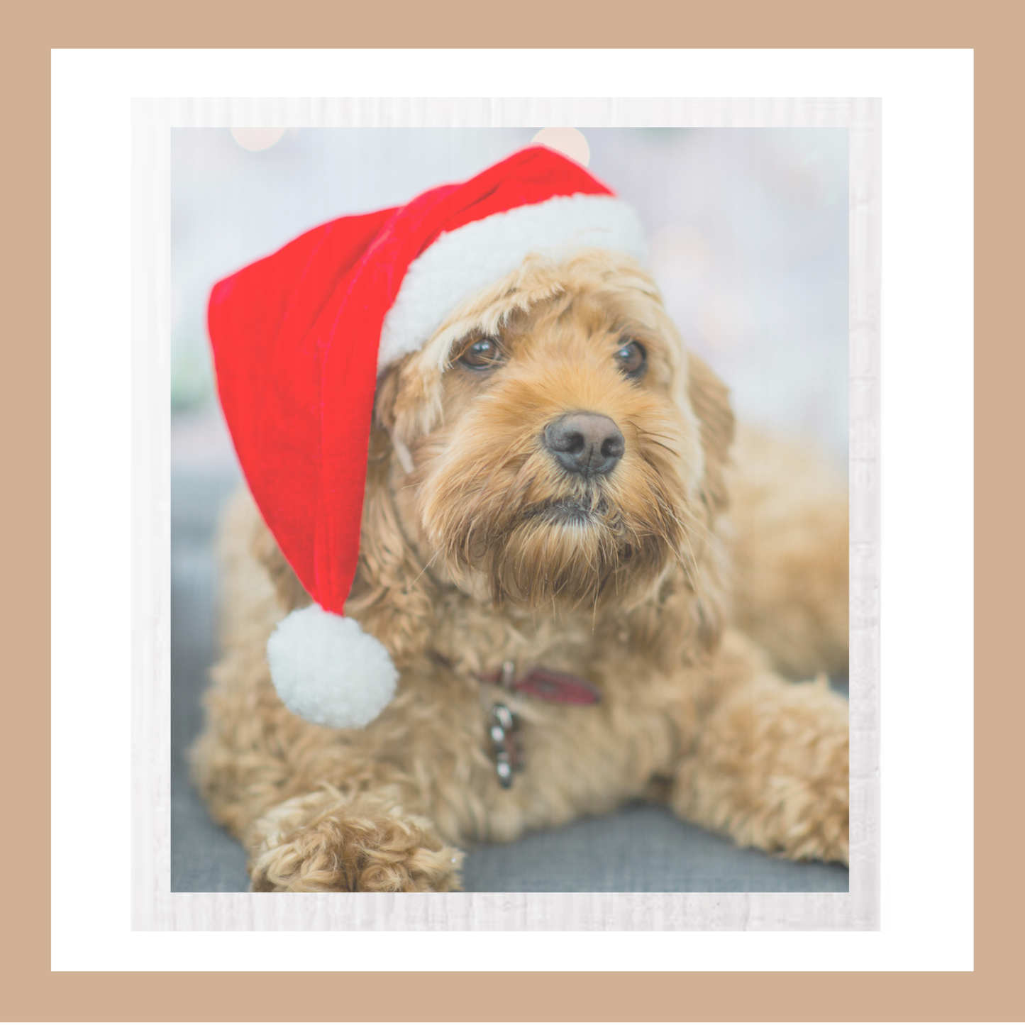 Print Your DOG PHOTO on Swedish Cloths