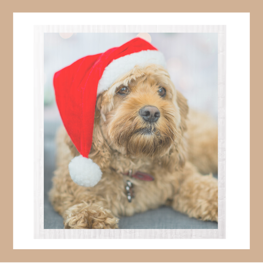 YOUR DOG PHOTO Swedish Cloths